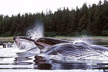 Adult Humpback Whales (Megaptera novaeangliae) cooperatively "bubble-net" feeding in Chatham Strait, Southeast Alaska, USA.