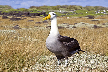 Adult waved albatross (Diomedea irrorata) at breeding colony on Espanola Island in the Galapagos Island Archipelago, Ecuador