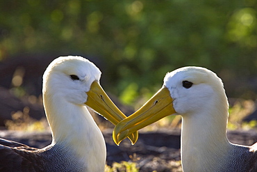 Adult waved albatross (Diomedea irrorata) at breeding colony on Espanola Island in the Galapagos Island Archipelago, Ecuador