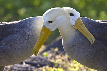 Adult waved albatross (Diomedea irrorata) at breeding colony on Espanola Island in the Galapagos Island Archipelago, Ecuador