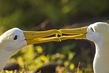 Adult waved albatross (Diomedea irrorata) at breeding colony on Espanola Island in the Galapagos Island Archipelago, Ecuador