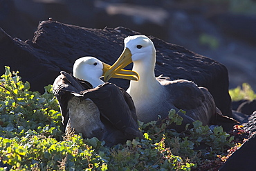 Adult waved albatross (Diomedea irrorata) courtship display at breeding colony on Espanola Island in the Galapagos Island Archipelago, Ecuador. Pacific Ocean