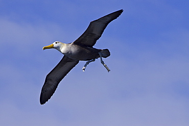 Adult waved albatross (Diomedea irrorata) at breeding colony on Espanola Island in the Galapagos Island Archipelago, Ecuador