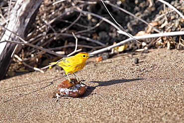 Adult yellow warbler (Dendroica petechia)  in the Galapagos Island Archipeligo, Ecuador. Pacific Ocean.