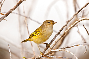 Adult yellow warbler (Dendroica petechia)  in the Galapagos Island Archipeligo, Ecuador. Pacific Ocean.