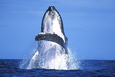 Adult Humpback Whale (Megaptera novaeangliae) breaching in the AuAu Channel between Maui and Lanai in Hawaii, USA. Pacific Ocean.