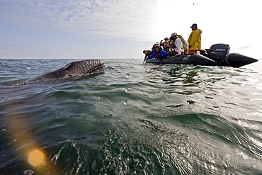 California Gray Whale (Eschrichtius robustus) underwater in San Ignacio Lagoon on the Pacific side of the Baja Peninsula, Baja California Sur, Mexico