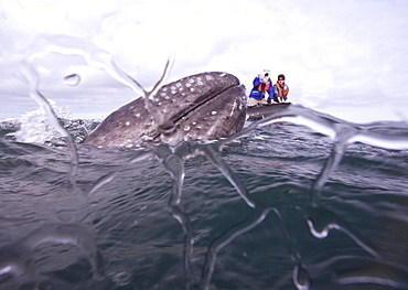 California Gray Whale (Eschrichtius robustus) underwater in San Ignacio Lagoon on the Pacific side of the Baja Peninsula, Baja California Sur, Mexico