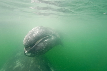 California Gray Whale (Eschrichtius robustus) underwater in San Ignacio Lagoon on the Pacific side of the Baja Peninsula, Baja California Sur, Mexico