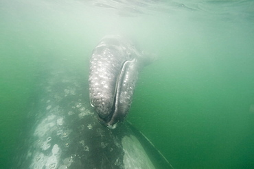 California Gray Whale (Eschrichtius robustus) underwater in San Ignacio Lagoon on the Pacific side of the Baja Peninsula, Baja California Sur, Mexico