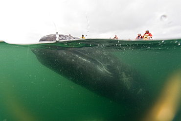 California Gray Whale (Eschrichtius robustus) underwater in San Ignacio Lagoon on the Pacific side of the Baja Peninsula, Baja California Sur, Mexico