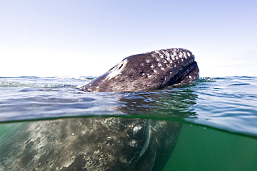 California Gray Whale (Eschrichtius robustus) underwater in San Ignacio Lagoon on the Pacific side of the Baja Peninsula, Baja California Sur, Mexico