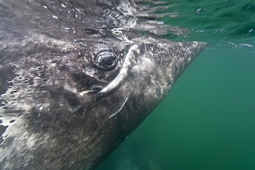 California Gray Whale (Eschrichtius robustus) underwater in San Ignacio Lagoon, Baja California Sur, Mexico