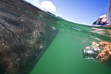 California Gray Whale (Eschrichtius robustus) underwater in San Ignacio Lagoon, Baja California Sur, Mexico