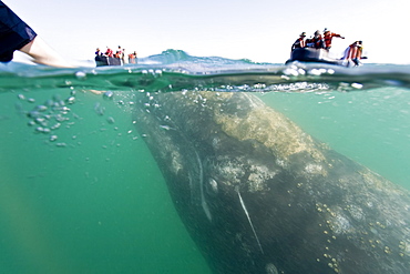 California Gray Whale (Eschrichtius robustus) underwater in San Ignacio Lagoon on the Pacific side of the Baja Peninsula, Baja California Sur, Mexico