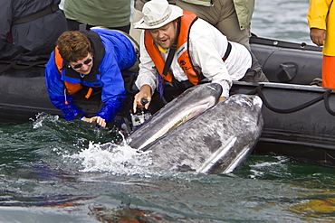 California Gray Whale (Eschrichtius robustus) with excited whale watchers in San Ignacio Lagoon, Baja Peninsula, Baja California Sur, Mexico