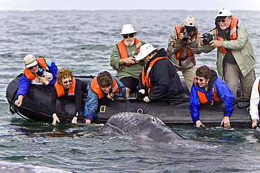 California Gray Whale (Eschrichtius robustus) with excited whale watchers in San Ignacio Lagoon, Baja Peninsula, Baja California Sur, Mexico