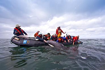 California Gray Whale (Eschrichtius robustus) with excited whale watchers in San Ignacio Lagoon on the Pacific side of the Baja Peninsula, Baja California Sur, Mexico