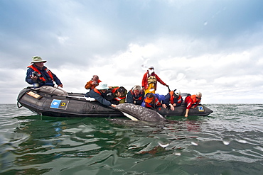 California Gray Whale (Eschrichtius robustus) with excited whale watchers in San Ignacio Lagoon on the Pacific side of the Baja Peninsula, Baja California Sur, Mexico