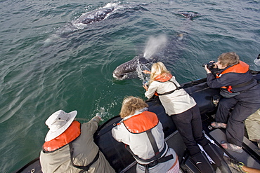 California Gray Whale (Eschrichtius robustus) in San Ignacio Lagoon on the Pacific side of the Baja Peninsula, Baja California Sur, Mexico