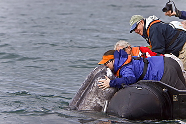 California Gray Whale (Eschrichtius robustus) with excited whale watchers in San Ignacio Lagoon, Baja Peninsula, Baja California Sur, Mexico