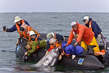 California Gray Whale (Eschrichtius robustus) with excited whale watchers in San Ignacio Lagoon, Baja Peninsula, Baja California Sur, Mexico