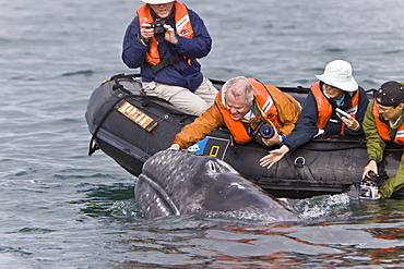 California Gray Whale (Eschrichtius robustus) with excited whale watchers in San Ignacio Lagoon, Baja Peninsula, Baja California Sur, Mexico