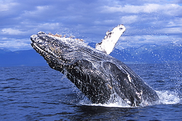 Humpback Whale (Megaptera novaeangliae) calf breaching off Chichagof Island, Chatham Strait, Southeast Alaska, USA. Pacific Ocean.