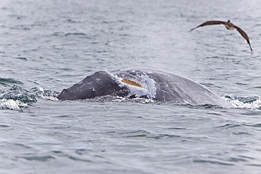 California Gray Whale (Eschrichtius robustus) with huge wound in San Ignacio Lagoon, Baja Peninsula, Baja California Sur, Mexico