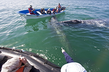 California Gray Whale (Eschrichtius robustus) with excited whale watchers in San Ignacio Lagoon, Baja Peninsula, Baja California Sur, Mexico