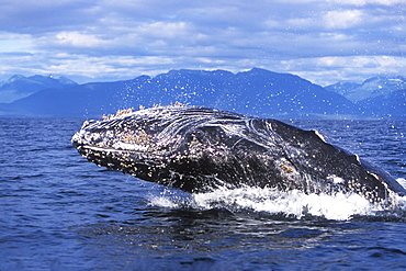 Humpback Whale (Megaptera novaeangliae) calf breaching off Chichagof Island, Chatham Strait, Southeast Alaska, USA. Pacific Ocean.