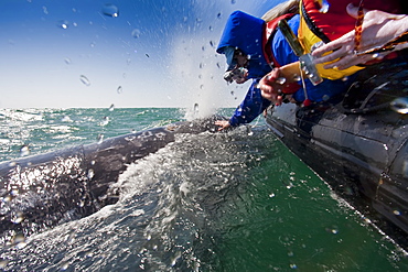 California Gray Whale (Eschrichtius robustus) with excited whale watchers in San Ignacio Lagoon, Baja Peninsula, Baja California Sur, Mexico