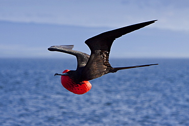 Adult male great frigate bird (Fregata minor) with inflated gular on North Seymour Island in the Galapagos Island Group, Ecuador. Pacific Ocean