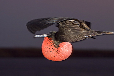 Adult male great frigate bird (Fregata minor) with inflated gular on North Seymour Island in the Galapagos Island Group, Ecuador