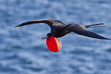 Adult male great frigate bird (Fregata minor) with inflated gular on North Seymour Island in the Galapagos Island Group, Ecuador. Pacific Ocean