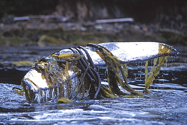 Humpback Whale (Megaptera novaeangliae) calf playing and rubbing with kelp wrapped around its flukes off Admiralty Island, Chatham Strait, Southeast Alaska, USA