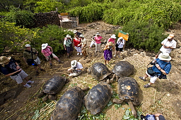 Captive Galapagos giant tortoise (Geochelone elephantopus) being fed at the Charles Darwin Research Station on Santa Cruz Island in the Galapagos Island Archipelago, Ecuador