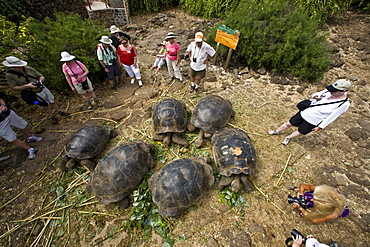 Captive Galapagos giant tortoise (Geochelone elephantopus) being fed at the Charles Darwin Research Station on Santa Cruz Island in the Galapagos Island Archipelago, Ecuador