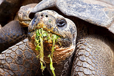 Captive Galapagos giant tortoise (Geochelone elephantopus) being fed at the Charles Darwin Research Station on Santa Cruz Island in the Galapagos Island Archipelago, Ecuador