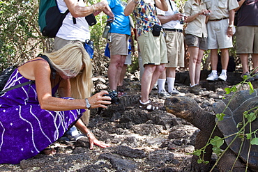 Captive Galapagos giant tortoise (Geochelone elephantopus) being fed at the Charles Darwin Research Station on Santa Cruz Island in the Galapagos Island Archipelago, Ecuador