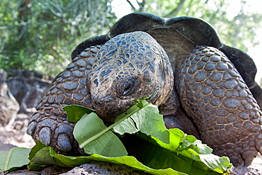 Captive Galapagos giant tortoise (Geochelone elephantopus) being fed at the Charles Darwin Research Station on Santa Cruz Island in the Galapagos Island Archipelago, Ecuador