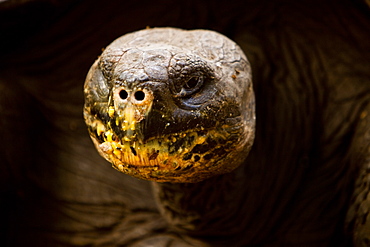 Wild Galapagos giant tortoise (Geochelone elephantopus) feeding on fallen passion fruit on the upslope grasslands of Santa Cruz Island in the Galapagos Island Archipelago, Ecuador