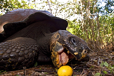 Wild Galapagos giant tortoise (Geochelone elephantopus) feeding on fallen passion fruit on the upslope grasslands of Santa Cruz Island in the Galapagos Island Archipelago, Ecuador