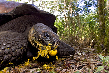 Wild Galapagos giant tortoise (Geochelone elephantopus) feeding on fallen passion fruit on the upslope grasslands of Santa Cruz Island in the Galapagos Island Archipelago, Ecuador