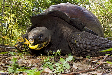 Wild Galapagos giant tortoise (Geochelone elephantopus) feeding on fallen passion fruit on the upslope grasslands of Santa Cruz Island in the Galapagos Island Archipelago, Ecuador