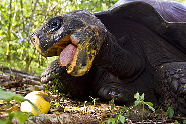 Wild Galapagos giant tortoise (Geochelone elephantopus) feeding on fallen passion fruit on the upslope grasslands of Santa Cruz Island in the Galapagos Island Archipelago, Ecuador