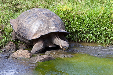 Wild Galapagos giant tortoise (Geochelone elephantopus) feeding on fallen passion fruit on the upslope grasslands of Santa Cruz Island in the Galapagos Island Archipelago, Ecuador