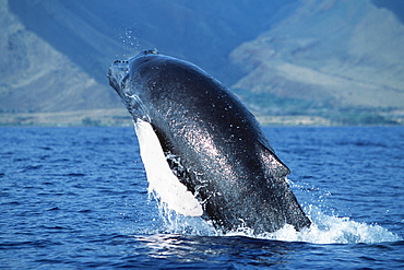 Pacific humpback whale calf breach / lunge 
along the coast of West Maui, Hawaii, USA.