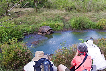 Wild Galapagos giant tortoise (Geochelone elephantopus) feeding on fallen passion fruit on the upslope grasslands of Santa Cruz Island in the Galapagos Island Archipelago, Ecuador