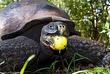 Wild Galapagos giant tortoise (Geochelone elephantopus) feeding on fallen passion fruit on the upslope grasslands of Santa Cruz Island in the Galapagos Island Archipelago, Ecuador